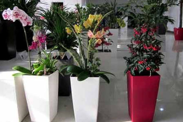 Potted flower
