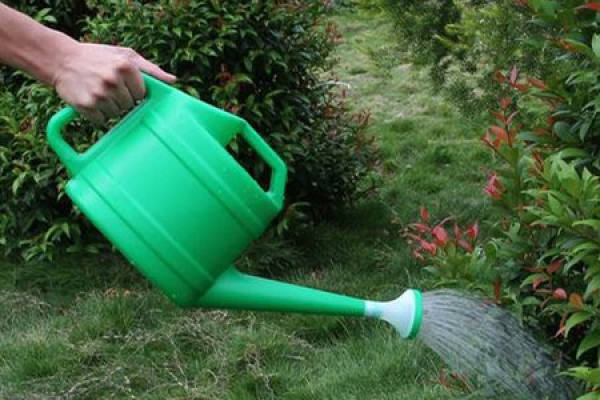 watering flowers