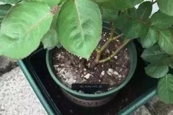Potted flower