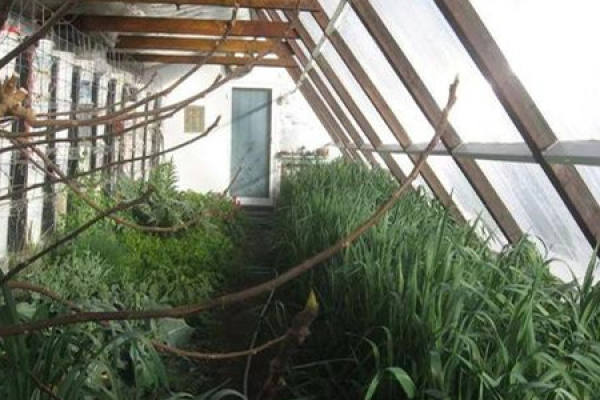 Greenhouse Flower Culture