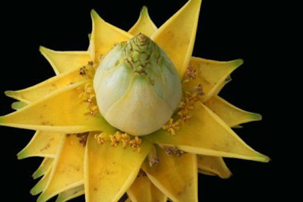 Musella lasiocarpa