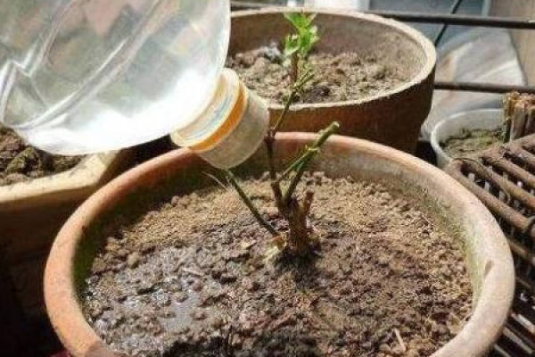 watering