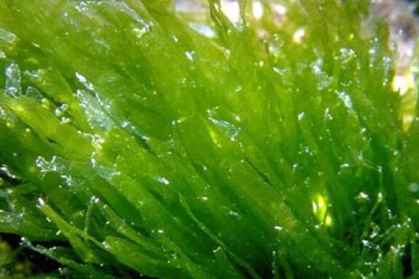 unicellular plant