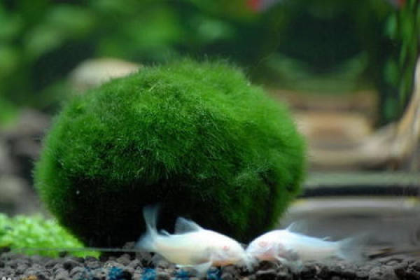 unicellular plant