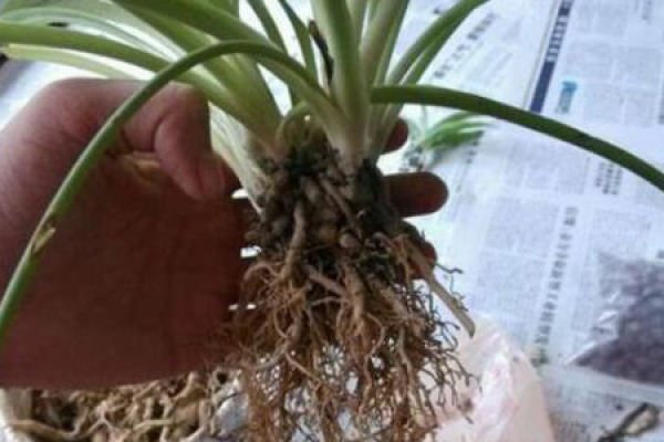 Chlorophytum