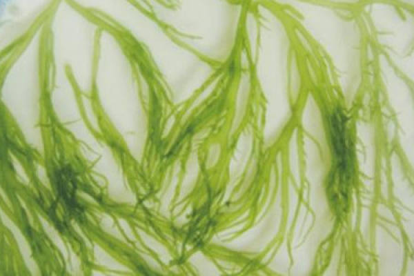 algae