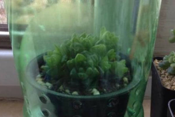 Plant smothering