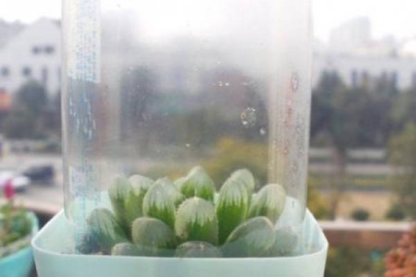 plant stuffy cultivation