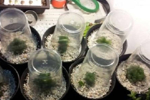 Plant smothering