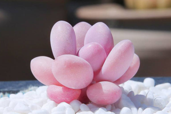 Peach Egg