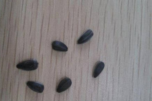 seed
