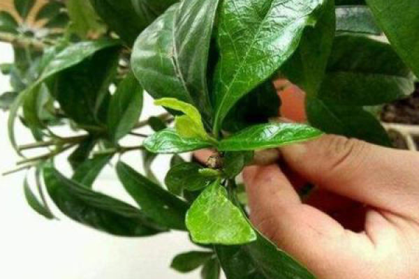 Gardenia