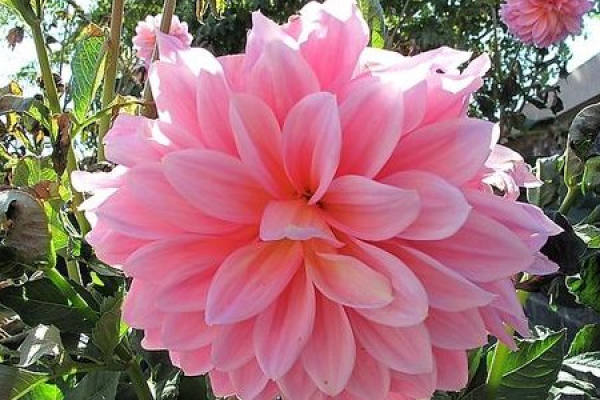 Dahlia