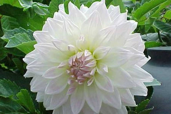 Dahlia