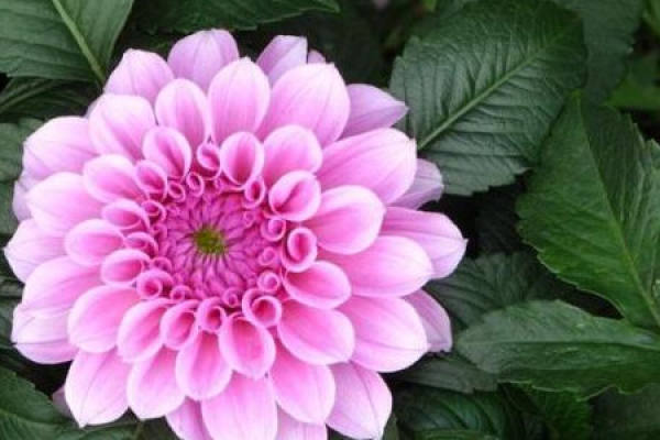 Dahlia