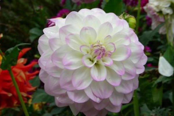 Dahlia