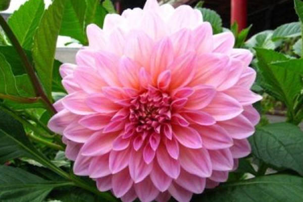 Dahlia