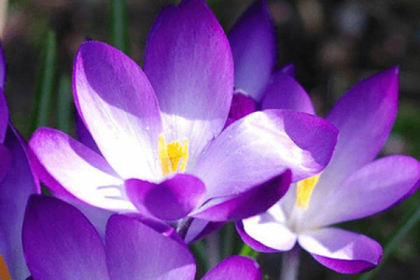 Crocus sativus