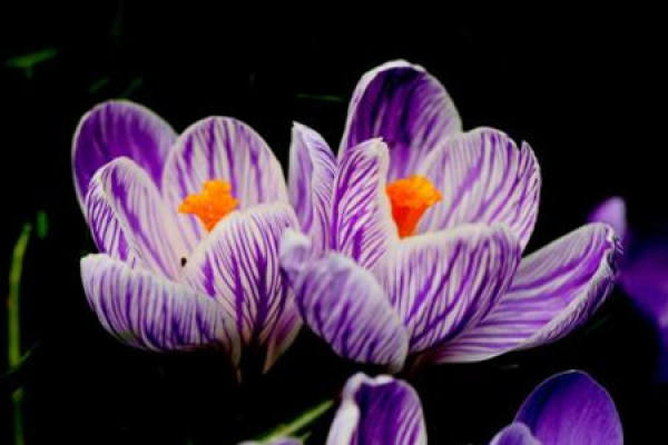 Crocus sativus