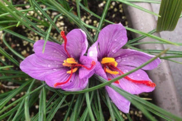 Crocus sativus