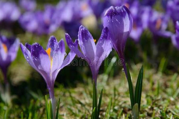 Crocus sativus