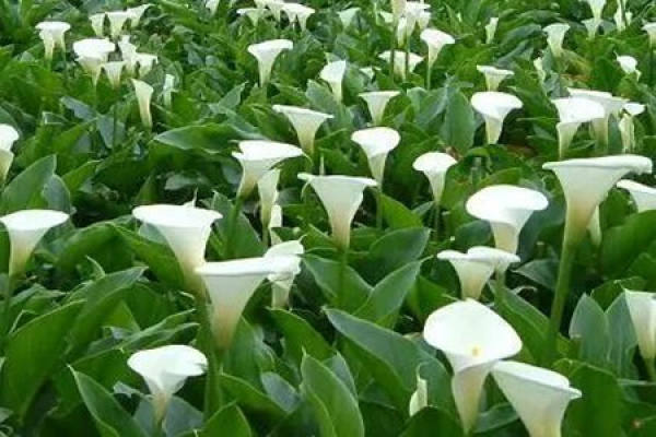 Common Calla Lily