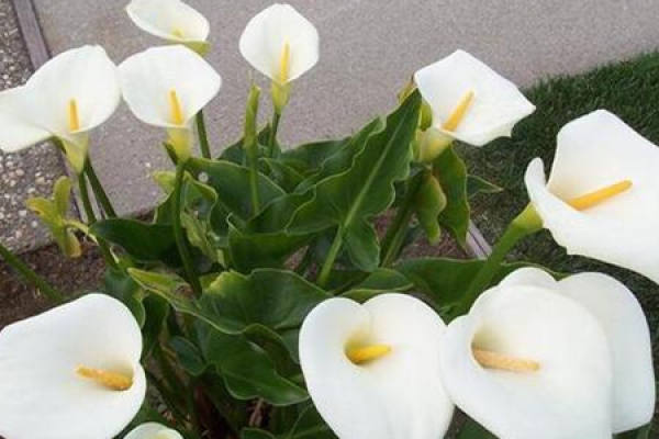 Common Calla Lily