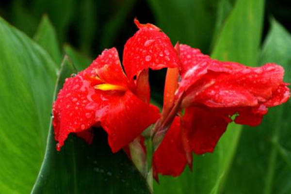 Canna indica