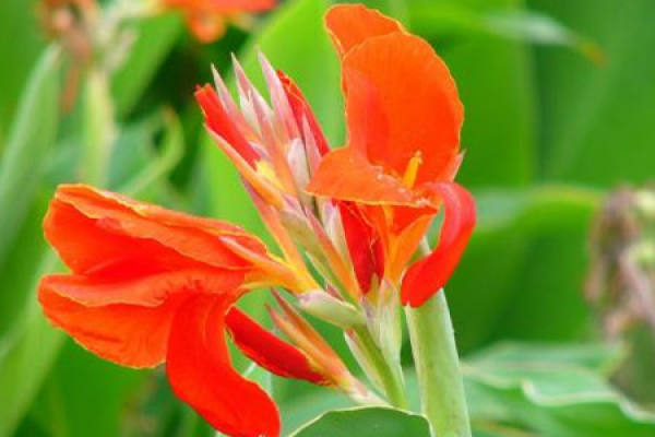 Canna indica