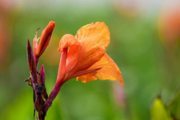 Canna indica