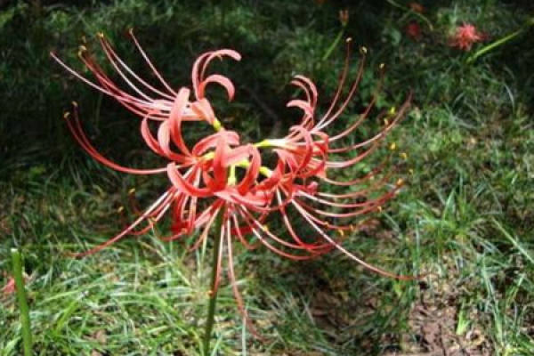 Lycoris radiata