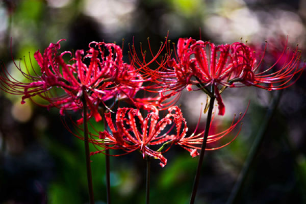Lycoris radiata
