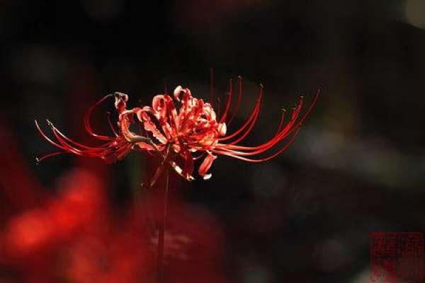Lycoris radiata