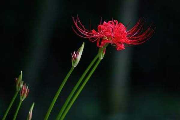 Lycoris radiata
