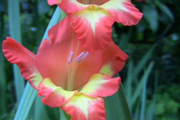 Gladiolus
