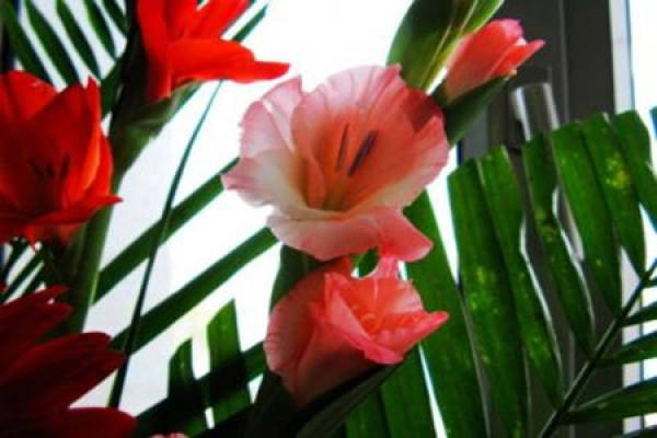 Gladiolus