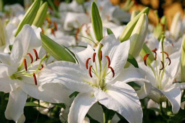 Lily