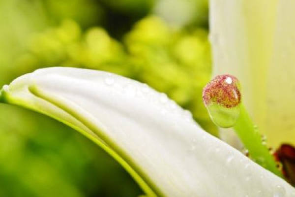 Lily