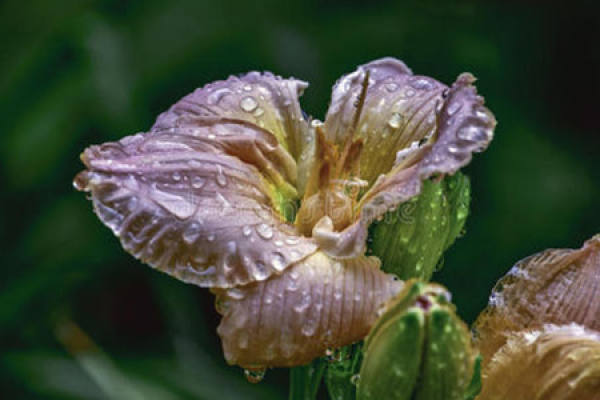 Lily