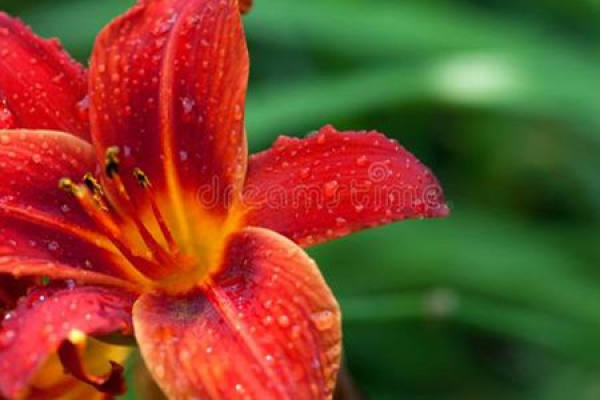 Lily