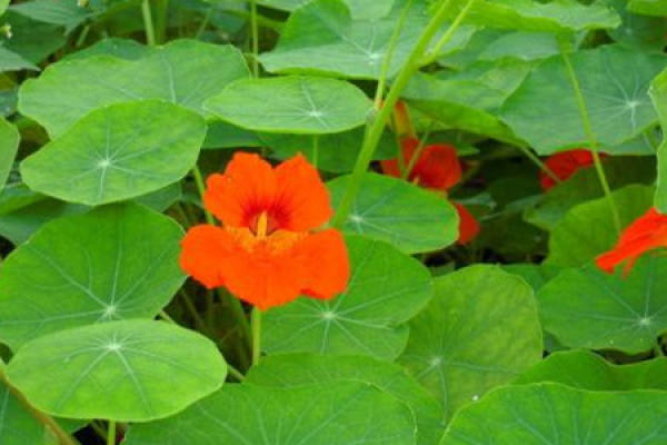 Tropaeolum