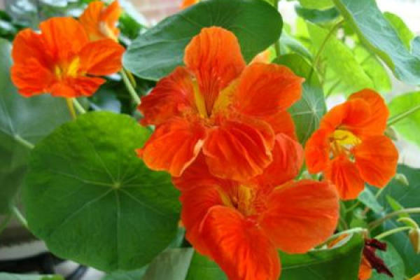 Tropaeolum