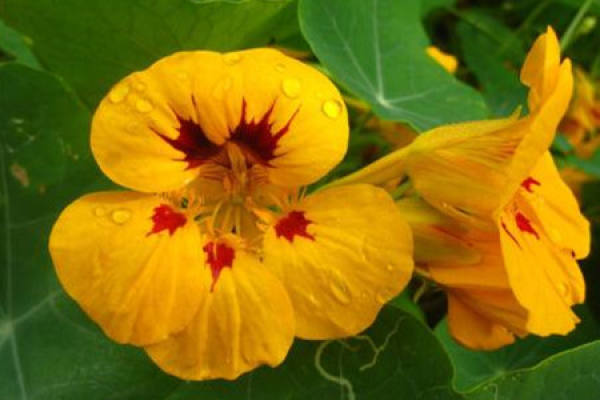 Golden Lotus