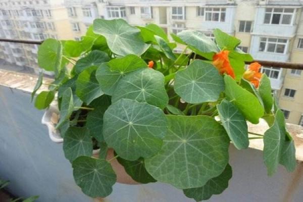 Tropaeolum