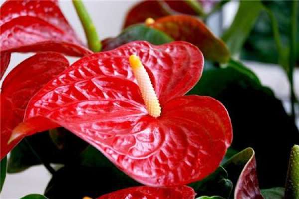 Anthurium