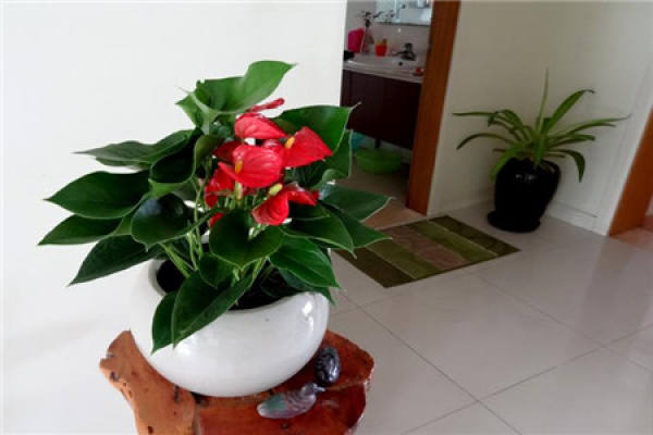 Anthurium