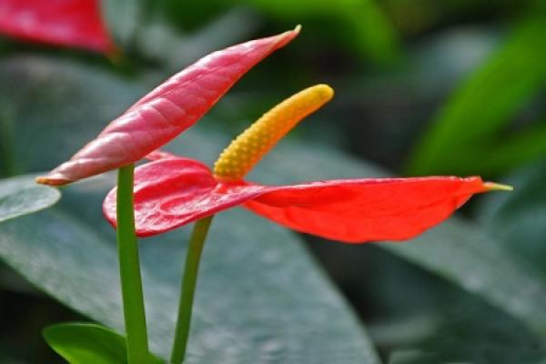 Anthurium