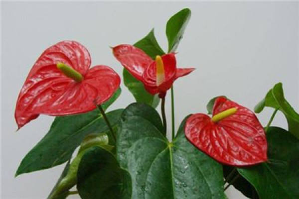 Anthurium