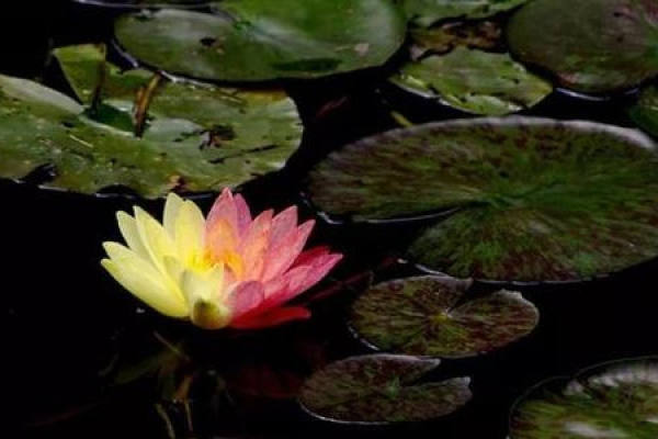 water lily