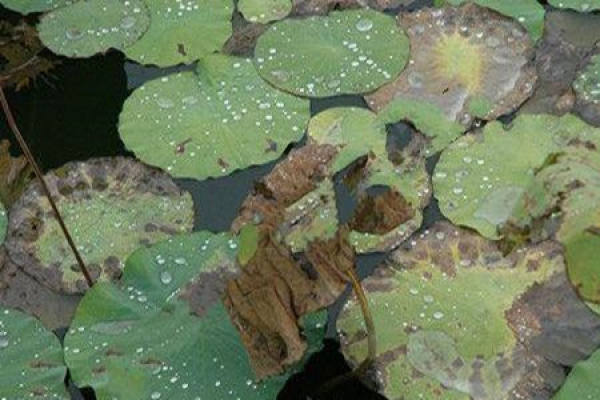 water lily